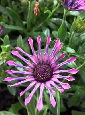 Picture of Osteospermum ecklonis Spider Pink