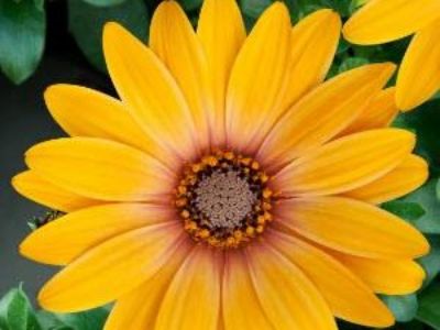 Picture of Osteospermum ecklonis Orange