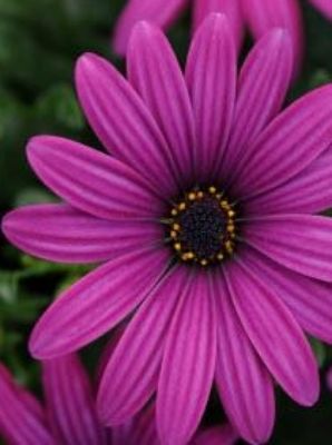 Picture of Osteospermum ecklonis Flower Power Purple Red