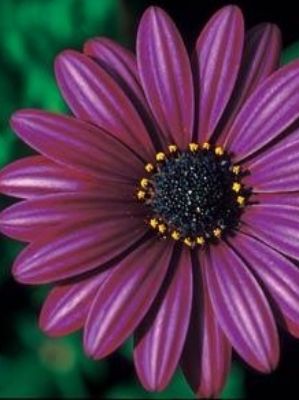 Picture of Osteospermum ecklonis Silver Purple