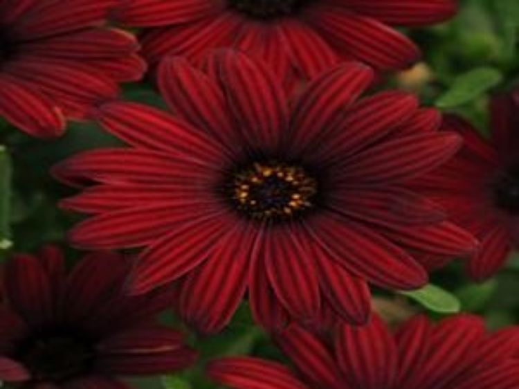 Picture of Osteospermum ecklonis Serenity Red