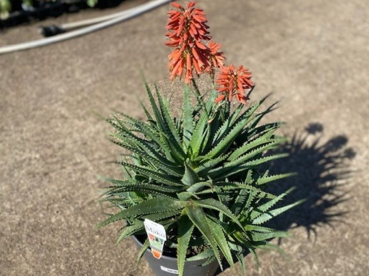 Picture of Aloe hybrida Mako
