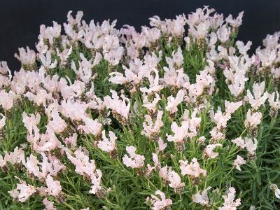 Picture of Lavandula pedunculata Fairy Wings Whimsical PBR