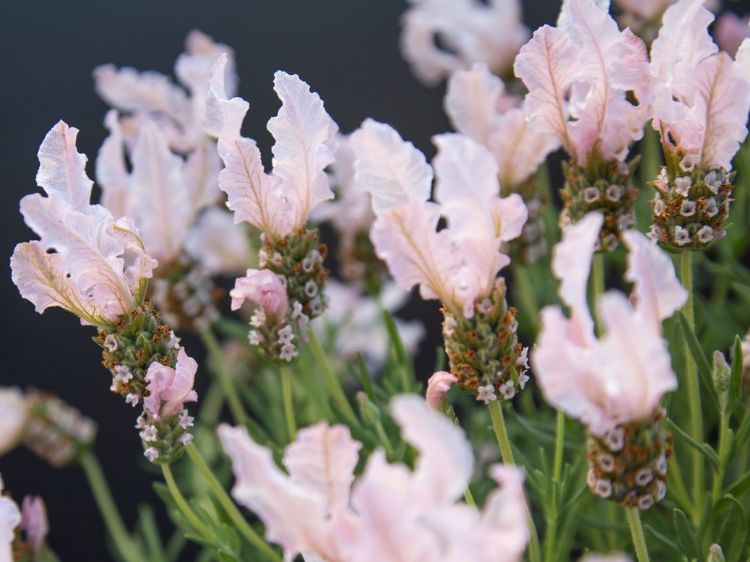 Picture of Lavandula pedunculata Fairy Wings Whimsical PBR