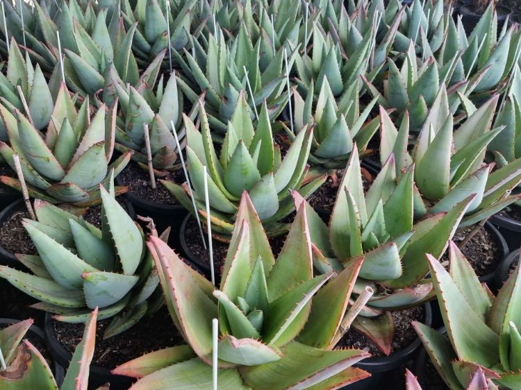 Picture of Aloe hybrida Big Red