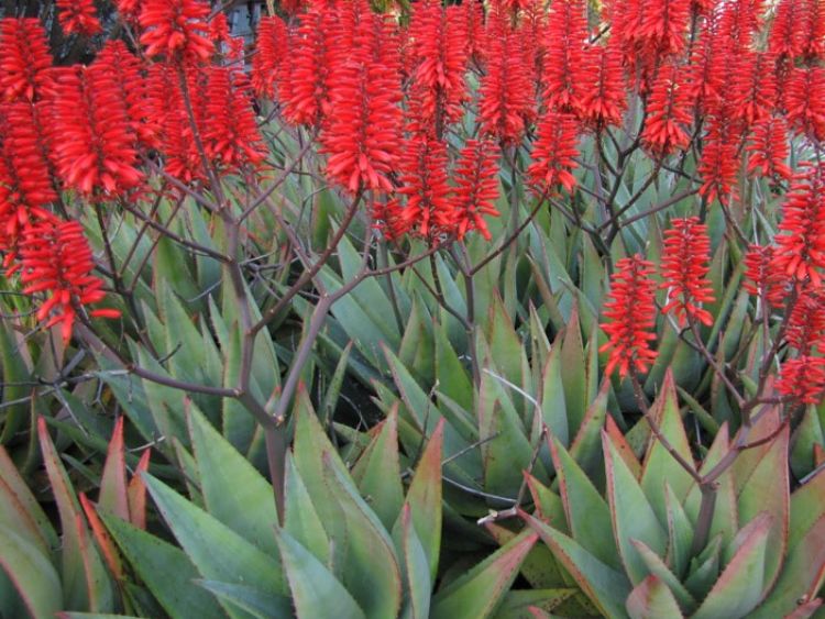 Picture of Aloe hybrida Big Red