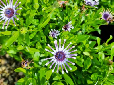Picture of Osteospermum ecklonis Spider White