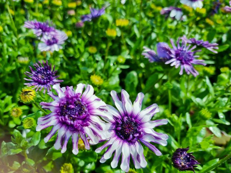 Picture of Osteospermum ecklonis 3D Blueberry