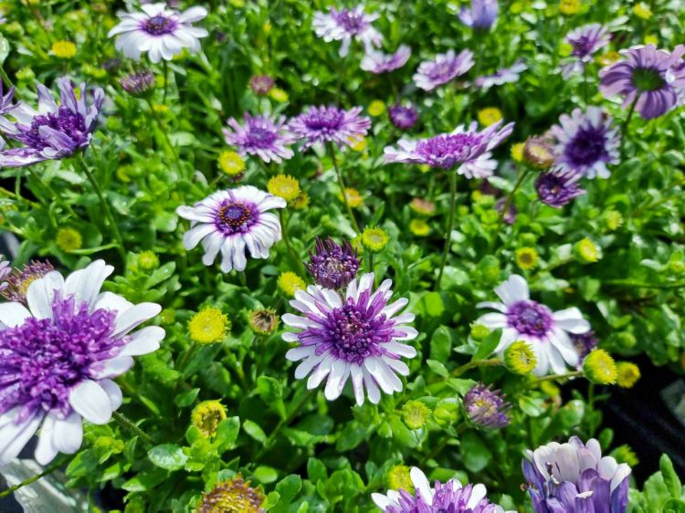 Picture of Osteospermum ecklonis 3D Blueberry
