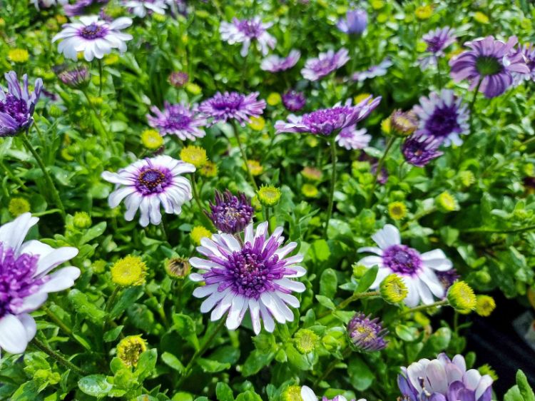 Picture of Osteospermum ecklonis 3D Blueberry