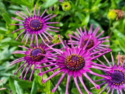 Picture of Osteospermum ecklonis Spider Purple