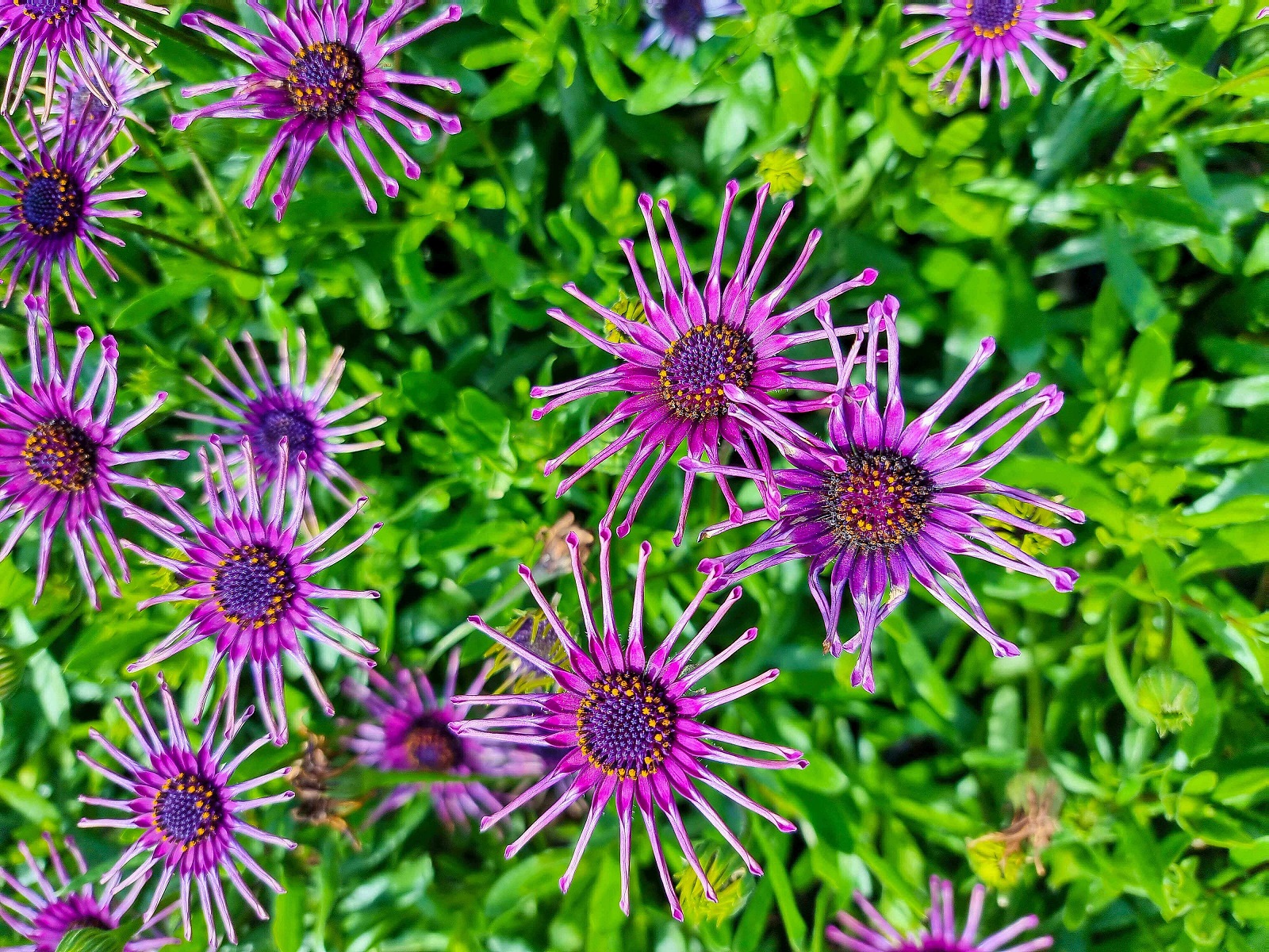 osteospermum-ecklonis-spider-purple-wholesale-nursery-nurseries-in