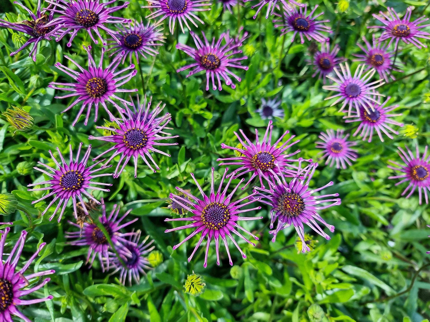 osteospermum-ecklonis-spider-purple-wholesale-nursery-nurseries-in