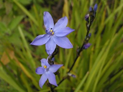 Picture of Orthrosanthus multiflorus