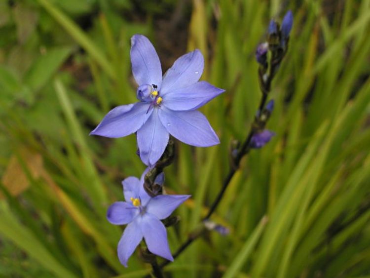 Picture of Orthrosanthus multiflorus