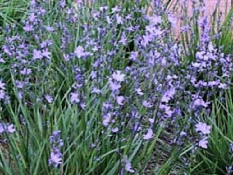 Picture of Orthrosanthus multiflorus