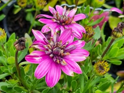 Picture of Osteospermum ecklonis 3D Purple