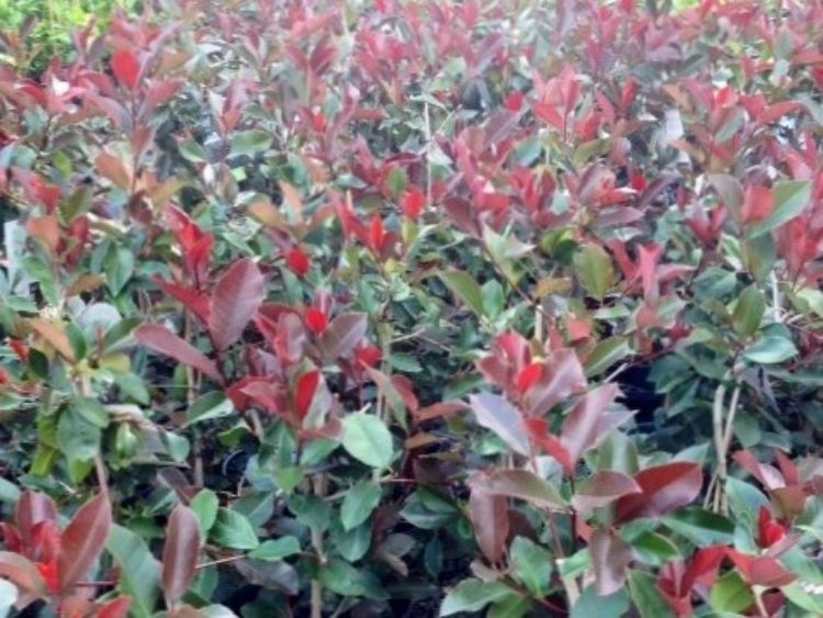 Picture of Photinia fraseri Black Jack