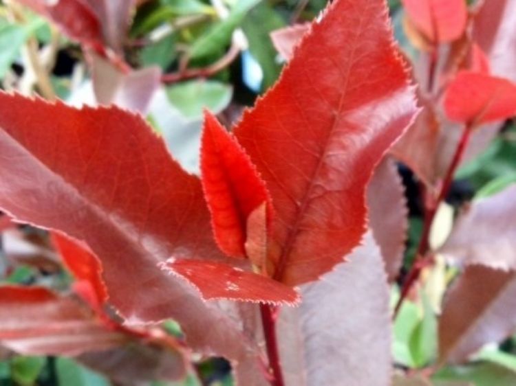 Picture of Photinia fraseri Black Jack