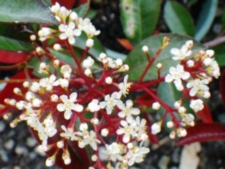 Picture of Photinia fraseri Black Jack