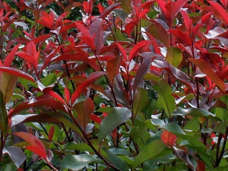 Picture of Photinia fraseri Red Robin