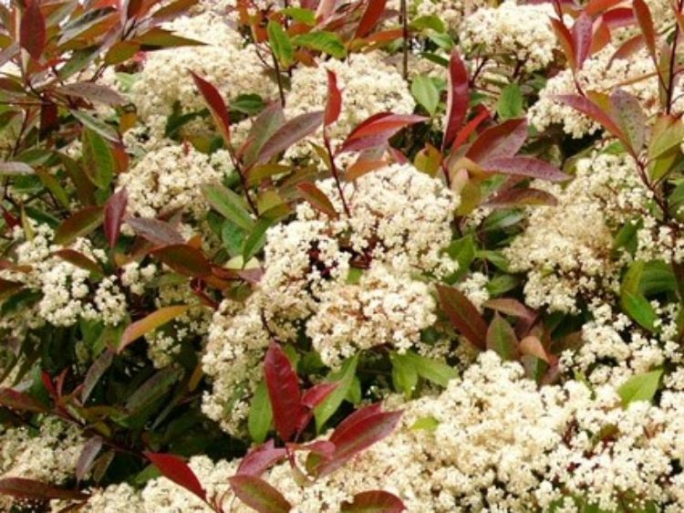 Picture of Photinia fraseri Red Robin