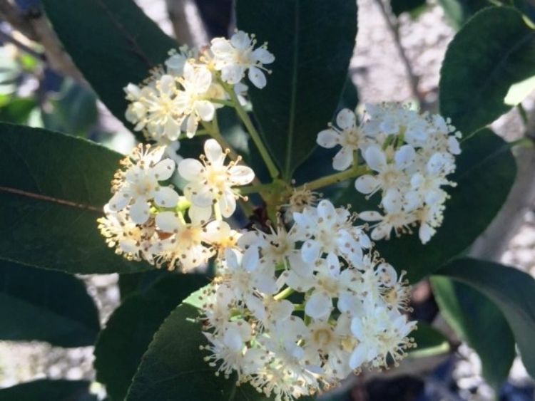 Picture of Photinia glabra Rubens