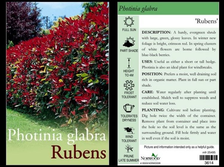 Picture of Photinia glabra Rubens