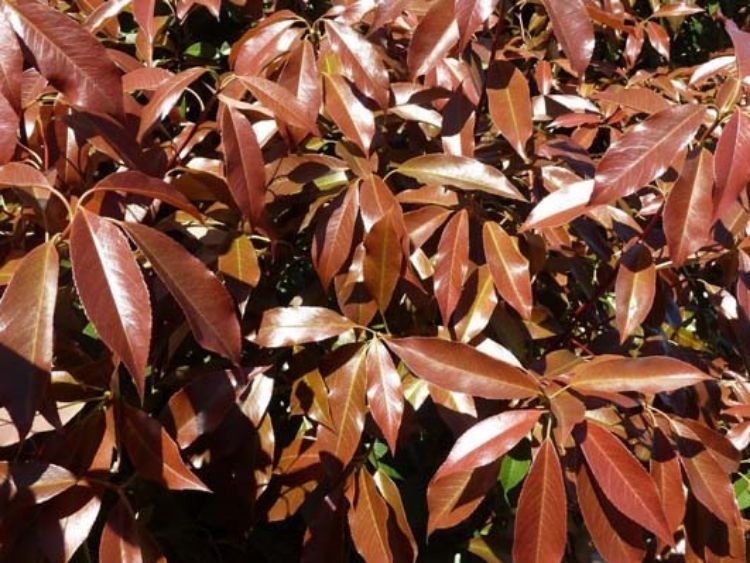 Picture of Photinia glabra Super Hedge
