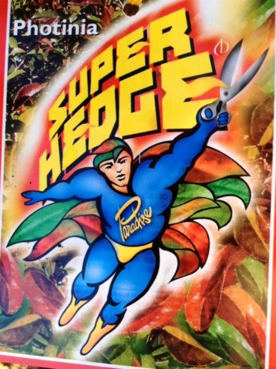 Picture of Photinia glabra Super Hedge