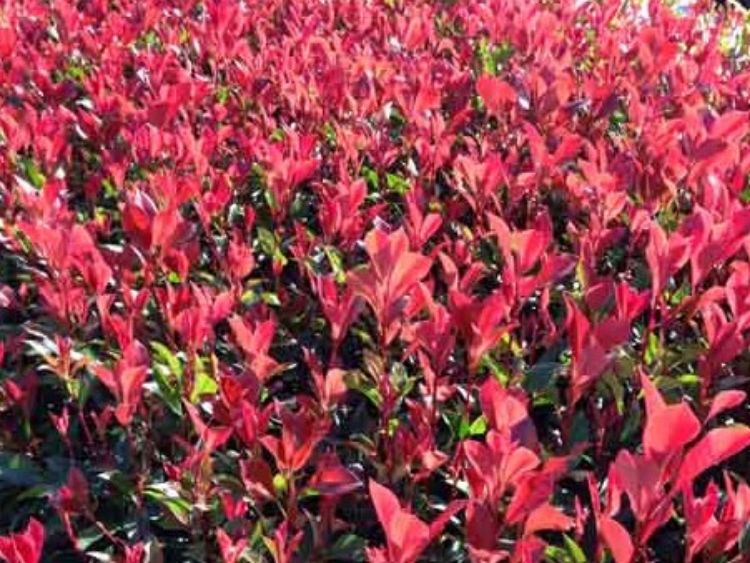 Picture of Photinia glabra Super Red
