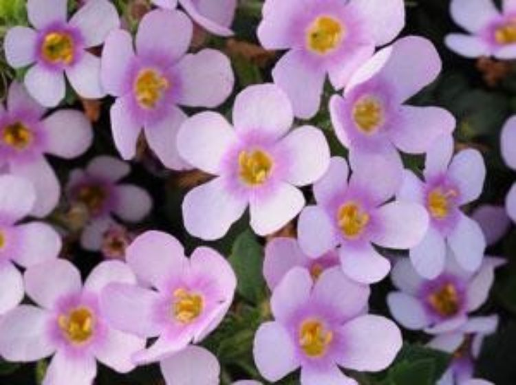 Picture of Sutera cordata Abunda Colossal Pink
