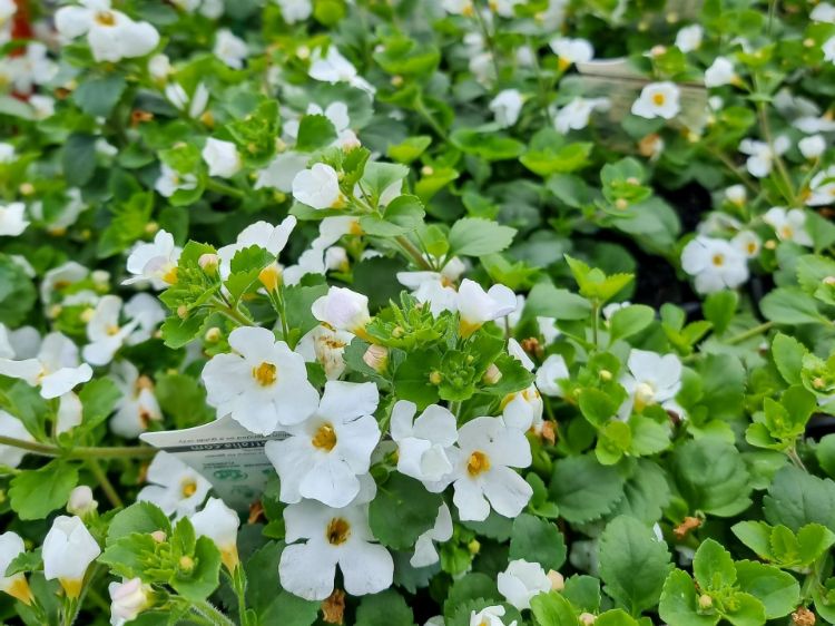 Picture of Sutera cordata Abunda Colossal White