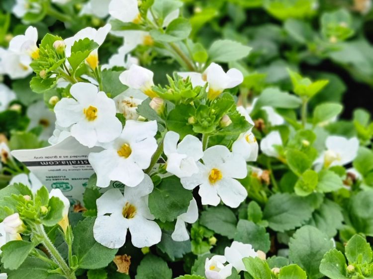 Picture of Sutera cordata Abunda Colossal White