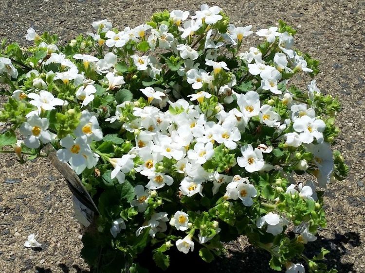 Picture of Sutera cordata Abunda Colossal White
