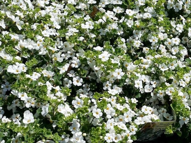 Picture of Sutera cordata Abunda Colossal White