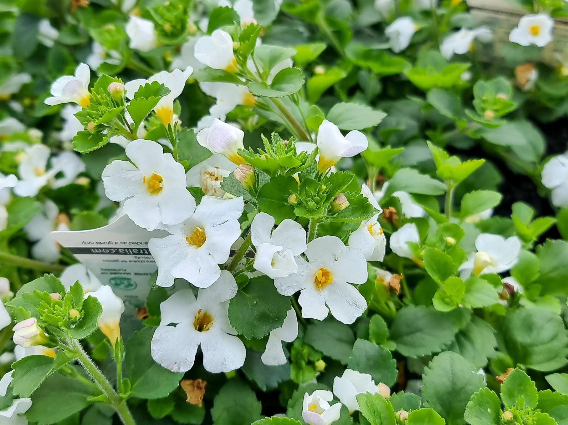 Sutera cordata Abunda Colossal White | Wholesale Nursery - Nurseries in ...