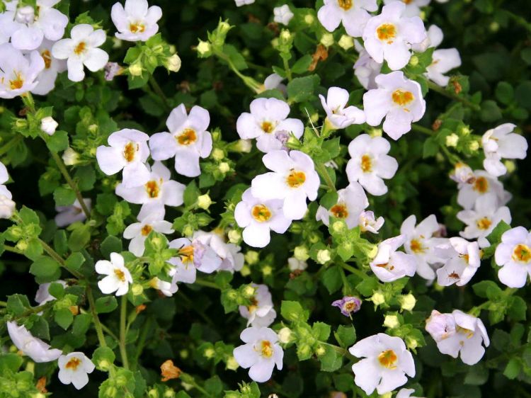 Picture of Sutera cordata Atlas Lavender