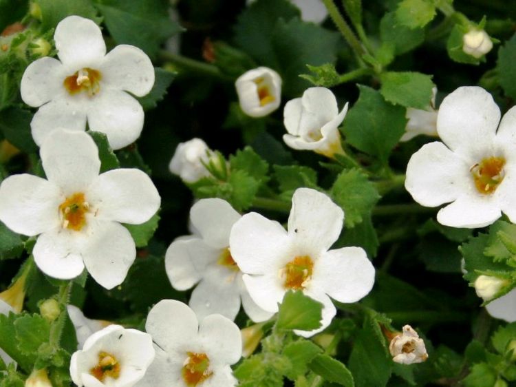 Picture of Sutera cordata Atlas White