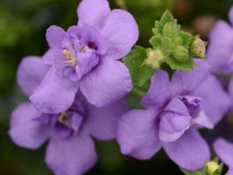Picture of Sutera cordata Scopia Double Indigo
