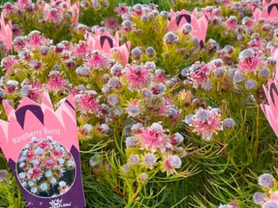 Picture of Serruria phylicoides Raspberry Burst