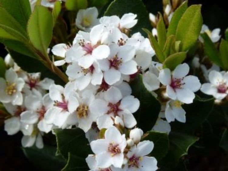 Rhaphiolepis indica Minikin. Common name - syn Minikins, Indian Hawthorn, Raphiolepis