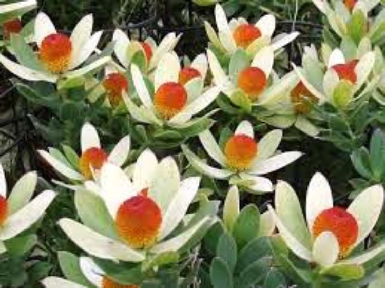 Picture of Leucadendron laureolum strobilinum Summer Sun