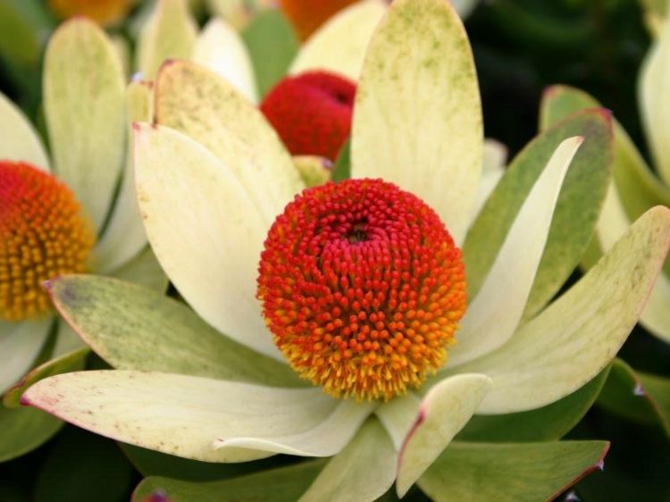 Picture of Leucadendron laureolum strobilinum Summer Sun