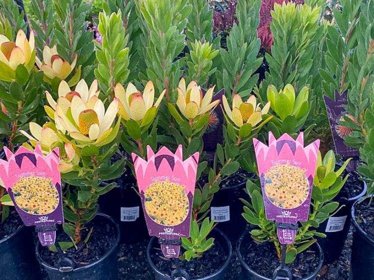 Picture of Leucadendron laureolum strobilinum Summer Sun