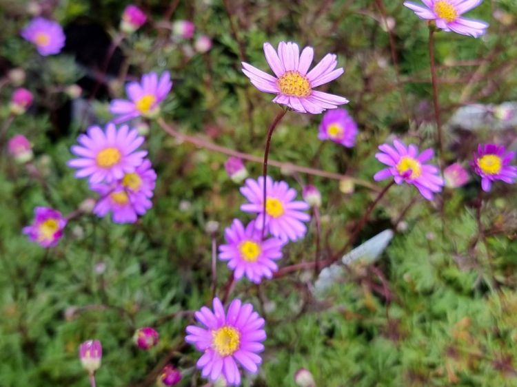 Picture of Brachyscome multifida Break O Day