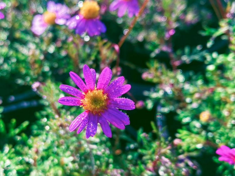 Picture of Brachyscome multifida Break O Day