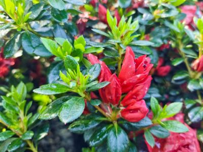 Picture of Azalea hybrida Scarlet Dragon
