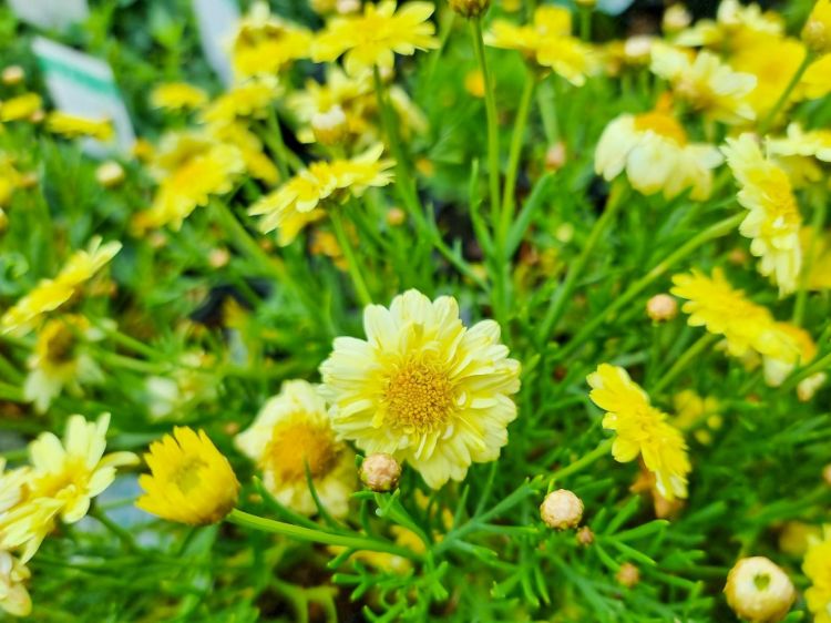 Picture of Argyranthemum frutescens Angelic Lemon