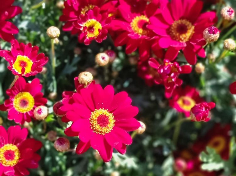 Picture of Argyranthemum frutescens Angelic Burgundy